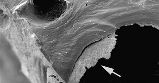 Mô mềm của khủng long thực sự có thể tồn tại?